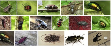 Часовщик: характеристика жука и особенности его развития